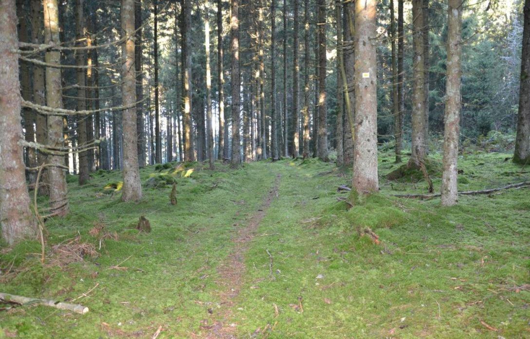 Living Timeless- Black Forest Style- Schoenwald エクステリア 写真