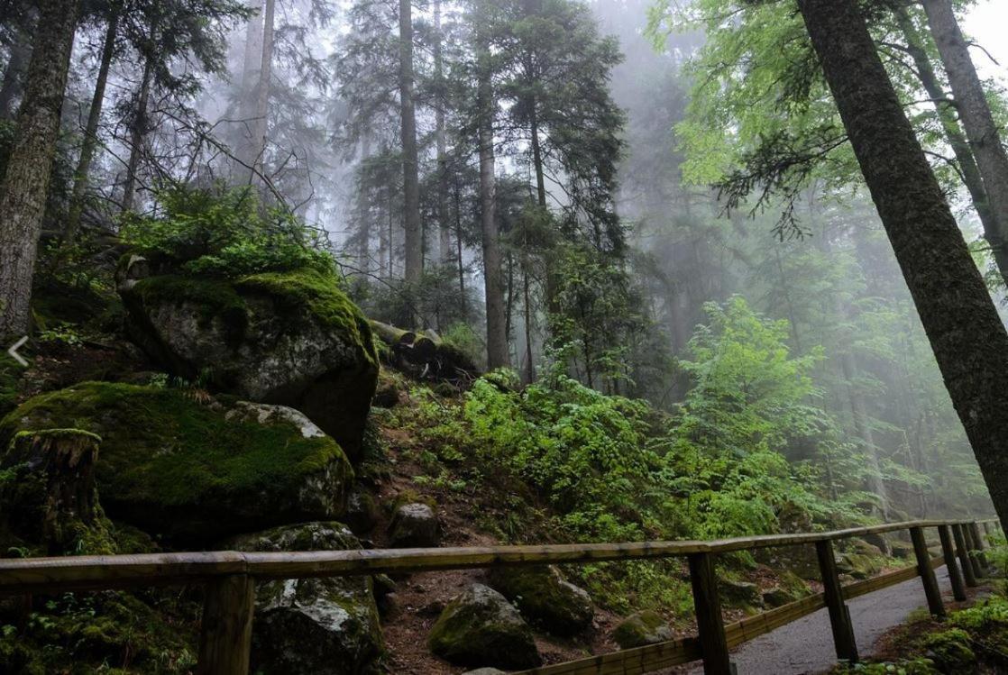 Living Timeless- Black Forest Style- Schoenwald エクステリア 写真
